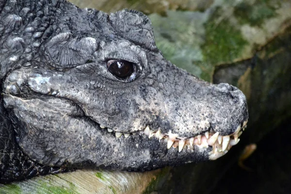 Crocodilo (predador) cabeça, close-up — Fotografia de Stock