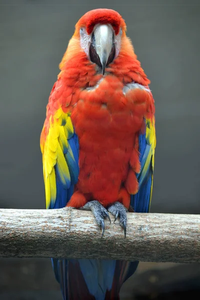 Papagaio vermelho Ara sentado em um ramo — Fotografia de Stock