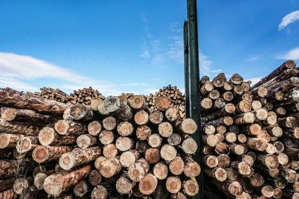 Bois haché, tas de bois, bois de chauffage - scierie — Photo