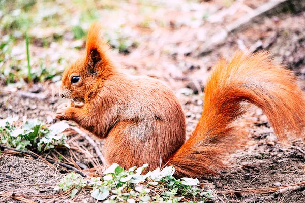 Rotes Eichhörnchen isst Nuss — Stockfoto