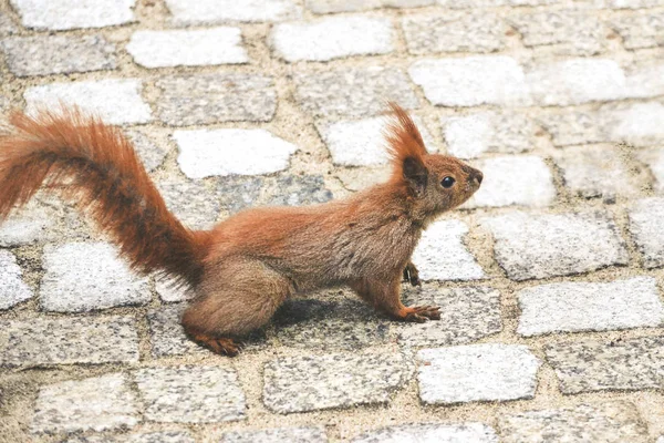 Esquilo vermelho caminhando no pavimento / calçada — Fotografia de Stock