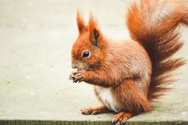 Червона білка їсть горіх — стокове фото