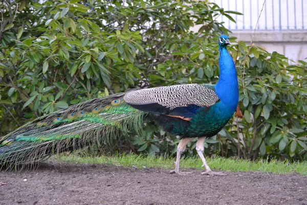 화려한 꼬리와 파란색 남성 공작 새 — 스톡 사진