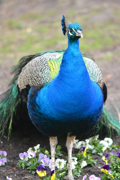 Blauer männlicher Pfauenvogel, Blumen im Park — Stockfoto