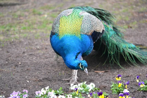 Blauer männlicher Pfauenvogel, Blumen im Park — Stockfoto