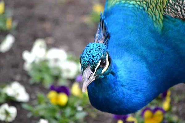 Μπλε αρσενικό πουλί παγώνι, λουλούδια στο πάρκο — Φωτογραφία Αρχείου