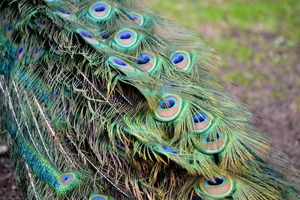 Peacock pássaro pena colorida padrão — Fotografia de Stock