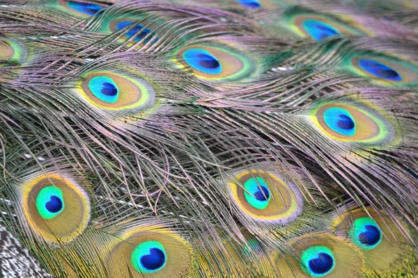 Pfau Vogel bunte Feder - Muster — Stockfoto