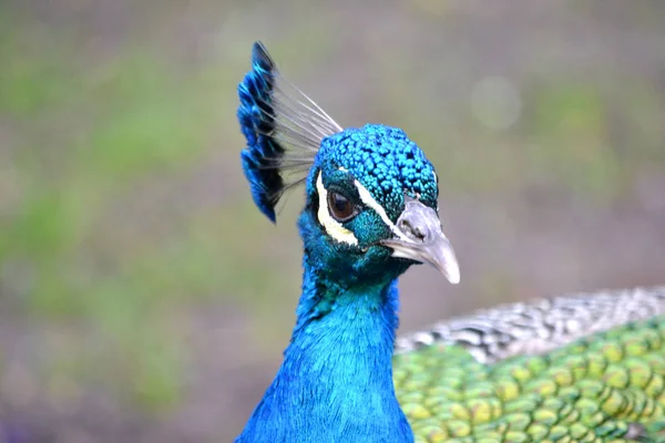 青い雄孔雀の鳥 - クローズアップ、頭 — ストック写真