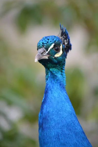 Oiseau de paon mâle bleu - gros plan, tête — Photo