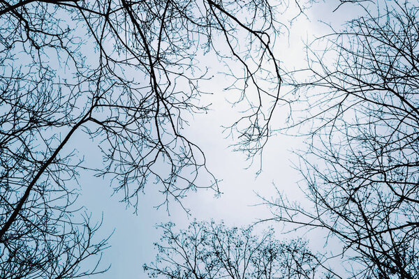 Tree branches/ twigs in winter - view from below