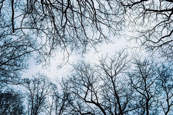 Tree branches/ twigs in winter - view from below — Stock Photo, Image