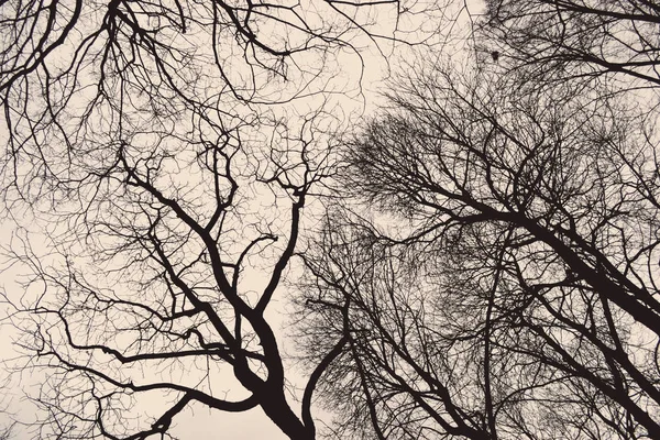 Ramas de árboles / ramitas en invierno — Foto de Stock