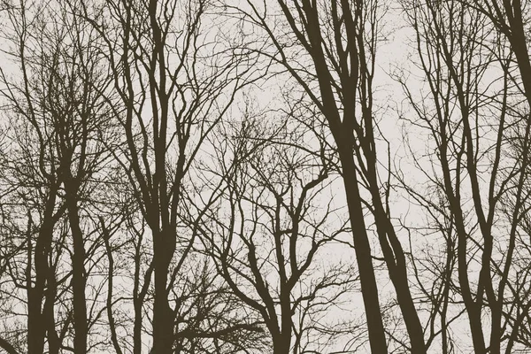 Ramas de árboles / ramitas en invierno - bosque —  Fotos de Stock