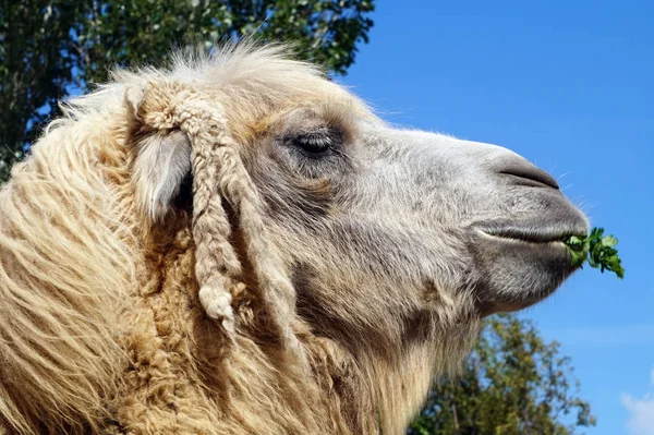 Camel face - portrait, close-up photograph — Stock Photo, Image