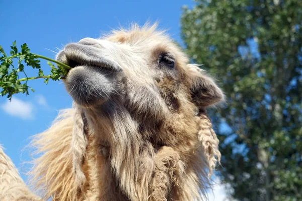 Camel face - portrait, close-up photograph — Stock Photo, Image