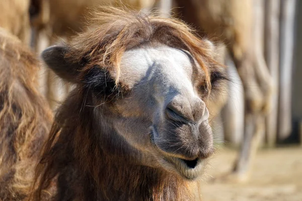 Καμήλα πρόσωπο-πορτρέτο, κοντινό-up φωτογραφία — Φωτογραφία Αρχείου