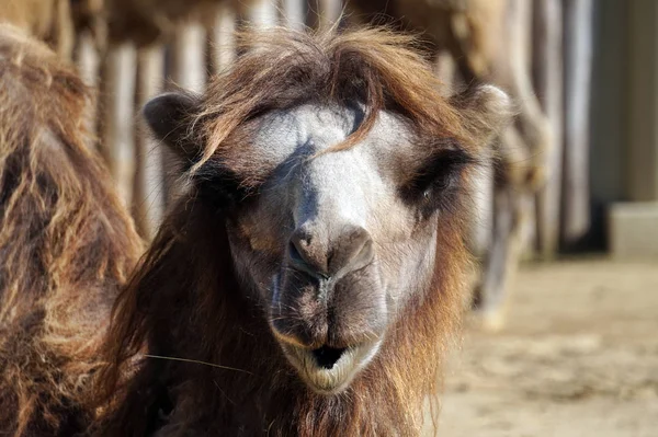 Camel face - portrait, close-up photograph — Stock Photo, Image