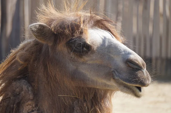 Cara de camelo - retrato, fotografia de close-up — Fotografia de Stock