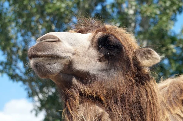 Camel face - portrait, close-up photograph — Stock Photo, Image