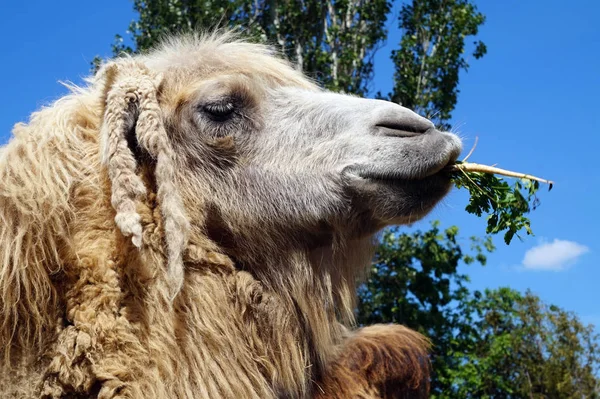 Camel face - portrait, close-up photograph — Stock Photo, Image