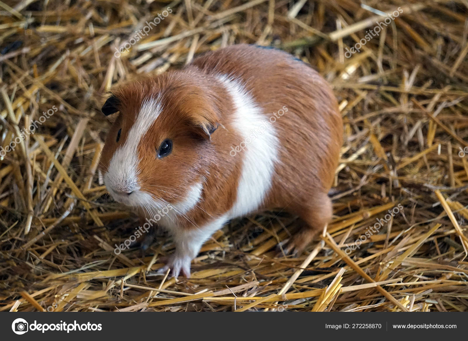 Red And White Abyssinian Guinea Pig Pig Breeds American Guinea