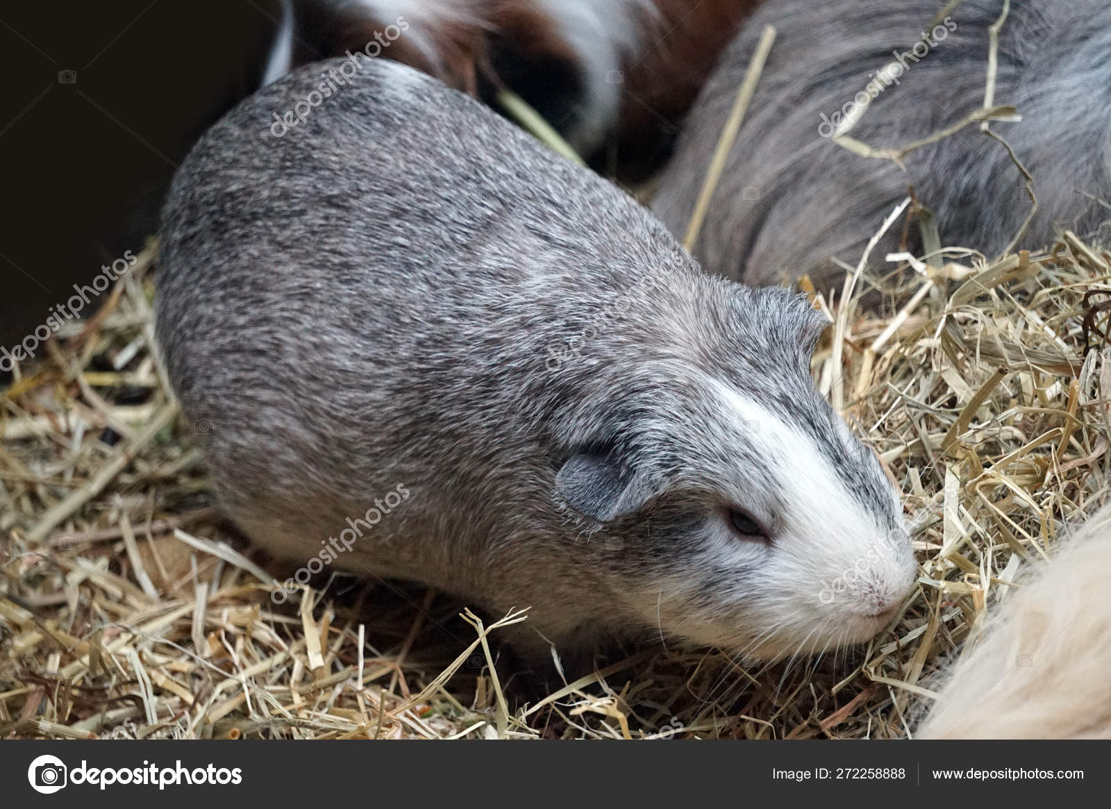 grey and white guinea pig