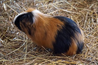 Eskiden şiling şimdi domuz - evde beslenen hayvan hayvan