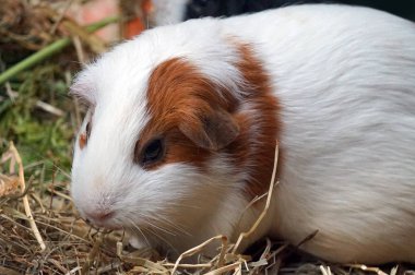 Beyaz ve kahverengi kobay - evcil hayvan