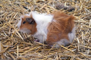 Kahverengi ve beyaz kobay - evcil hayvan