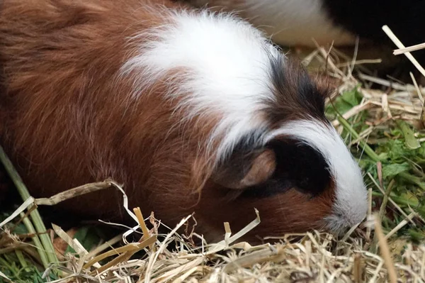 Cerdo de Guinea - animal de compañía —  Fotos de Stock