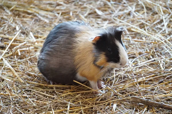 Suíno da Guiné - animal de companhia — Fotografia de Stock