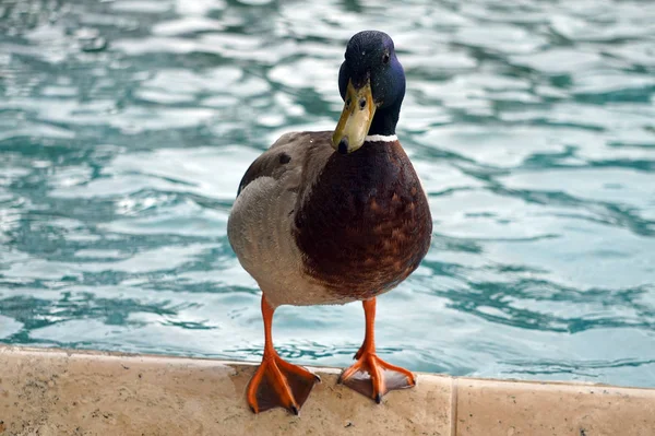 Duck standing on concrete pavement — Stock Photo, Image