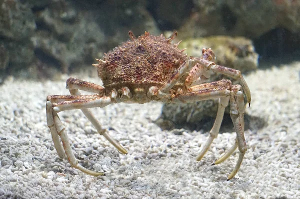 Krabbe mit langen Beinen unter Wasser — Stockfoto