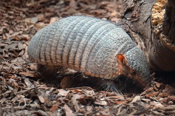 Armadillo animal andando na cama — Fotografia de Stock