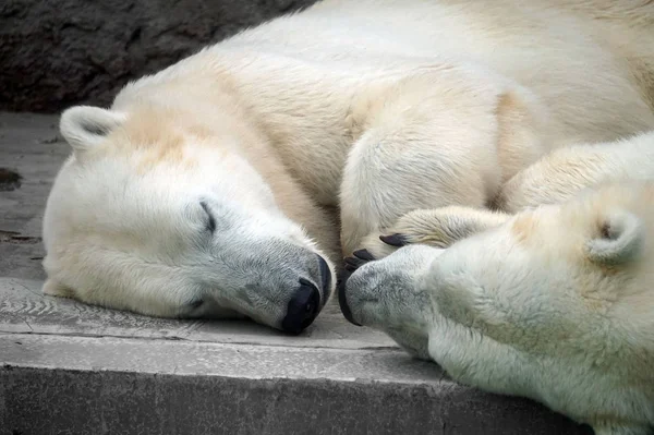 İki beyaz kutup ayısı dinleniyor, uyuyor. - Stok İmaj