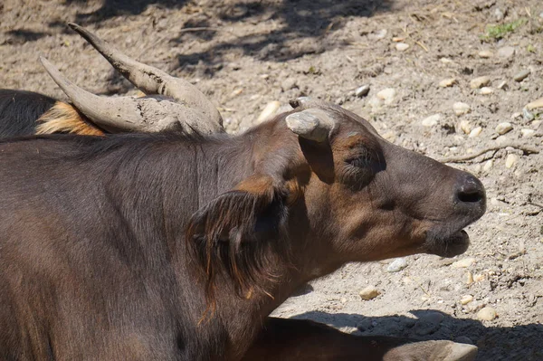Buffaloo z rogami-układanie na ziemi — Zdjęcie stockowe