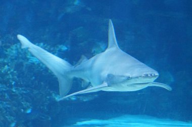 Su altında Yüzme köpekbalığı