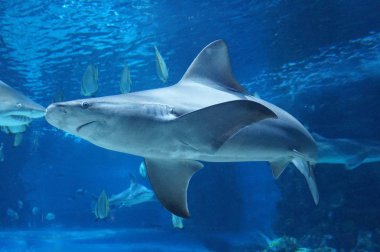 Su altında Yüzme köpekbalığı