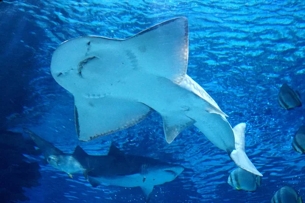 Rochenfische schwimmen unter Wasser — Stockfoto