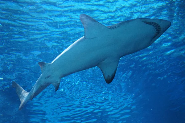 Hai schwimmt unter Wasser — Stockfoto