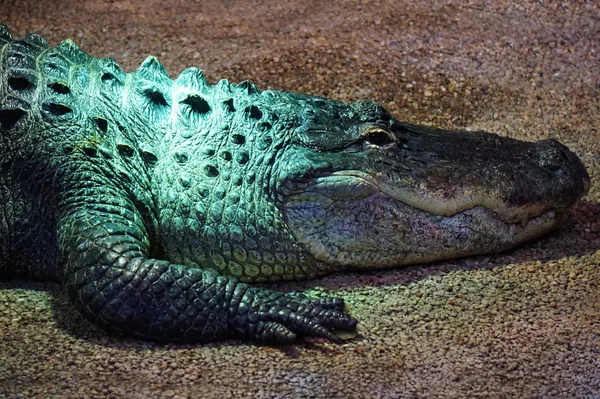 Crocodilo, jacaré - fotografia de close-up — Fotografia de Stock