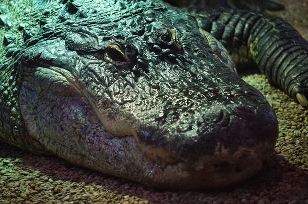 Crocodilo, jacaré - fotografia de close-up — Fotografia de Stock