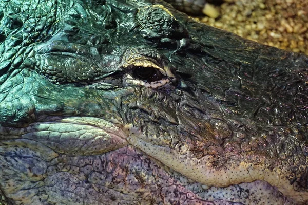 Κροκόδειλος, αλιγάτορα-κοντινό-up φωτογραφία — Φωτογραφία Αρχείου