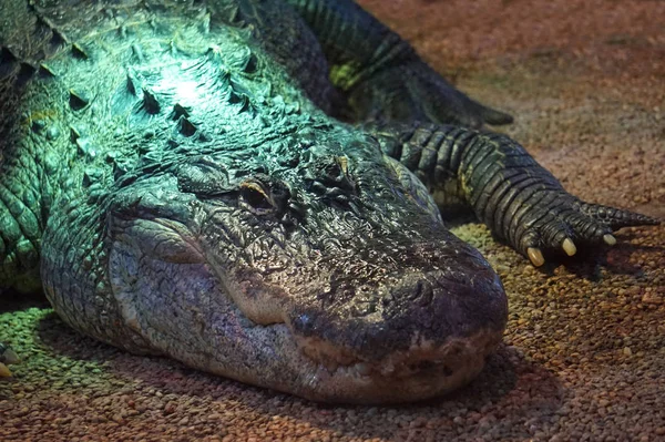 Crocodilo, jacaré - fotografia de close-up — Fotografia de Stock