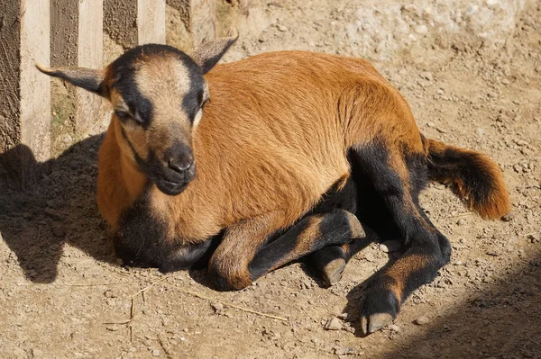Молодой козел лежит на земле — стоковое фото