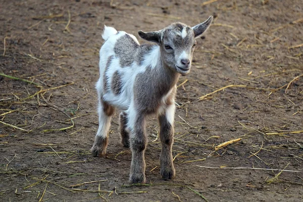 Молодой козел / теленок - сельскохозяйственное животное — стоковое фото