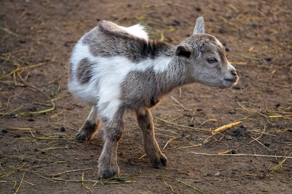 Young goat/ calf - farm animal — Stock Photo, Image