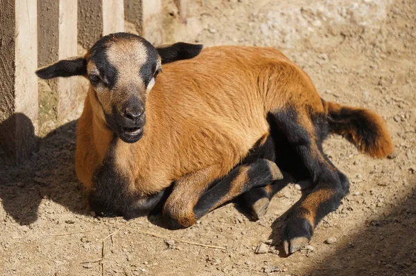 Młode kozy układające się na ziemi — Zdjęcie stockowe