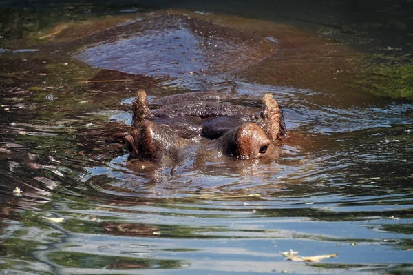 Natação hipopótamo / hipopótamo - cabeça visível — Fotografia de Stock